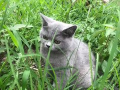 -四月宠物医院·猫专科·心脏专科·内科(转塘店)