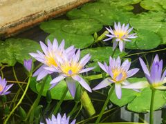 -国家植物园南园