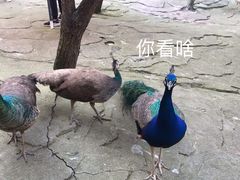 -常州淹城野生动物世界