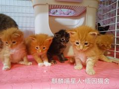 -70cat德文卷毛猫·缅因猫纯种猫舍
