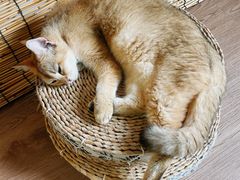 -楼上猫咖(罗湖店)