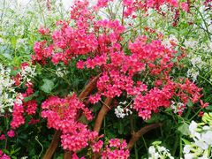 -南汇桃花村