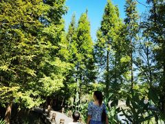 -桤木河湿地公园