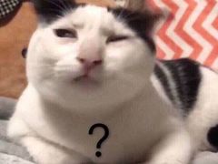 -佳怡动物医院·平价24小时·猫专科骨外科