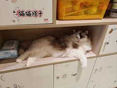 -藏猫猫咖啡主题馆(中央大道店)