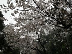 -武汉大学-樱园