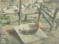 -大连森林动物园