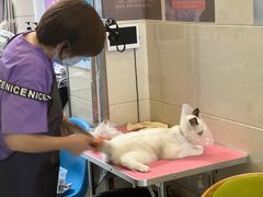 -北京观赏动物医院·24小时大型综合·猫专科·异宠专科