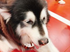 -和它·交个朋友·狗咖猫咖(爱琴海店)