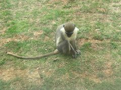 -合肥野生动物园
