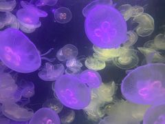 -重庆欢乐海底世界