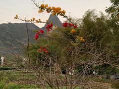 -明仕田园