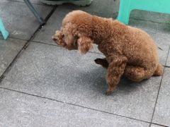 -沉香牛肉面