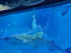 -烟台海昌鲸鲨海洋公园