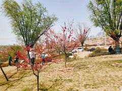 -渭南桃花源民俗文化园