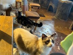 -猫猫幼稚园·撸猫·桌游·电玩