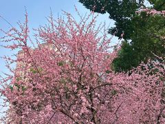 -重庆市江北嘴中央商务区中央公园