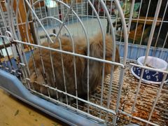 DSC00682-上海大自然野生昆虫馆