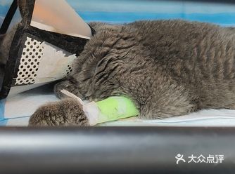 远离无良医院！！珍爱毛孩子！