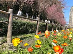 -望江楼公园