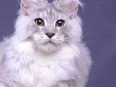 -十年猫舍·猫咪专门店(普陀店)