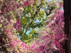 -深圳国际园林花卉博览园