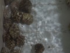 -海盗餐厅