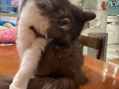 -猫小院猫主题餐厅(三里屯店)