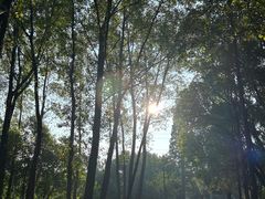 -昆山城市生态森林公园