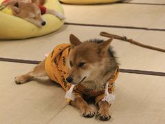 -逗柴咖啡屋·狗咖猫咖宠物桌游