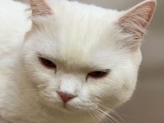 -COLOR PETS 撸猫馆·购猫·猫咖(长风大悦城店)