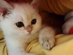 -飞行喵MR PILOT|猫舍·猫咖(静安大融城店)