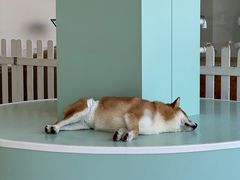 -怪兽屋·羊驼·猫咖·狗咖(俊华广场店)