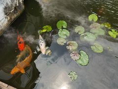 -凤凰山斑鱼馆(恭城店)