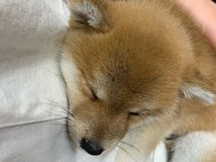 -逗柴咖啡屋·狗咖猫咖宠物桌游