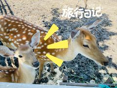 -安德鲁户外烧烤帐篷营地(马泉营店)