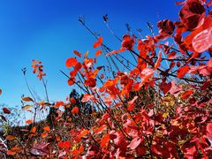 -北京西山国家森林公园