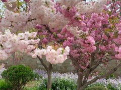 -莱阳濯村樱花园