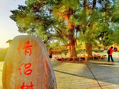 -金塔沙漠胡杨林景区