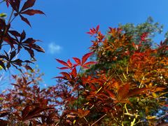 -广州市帽峰山景区