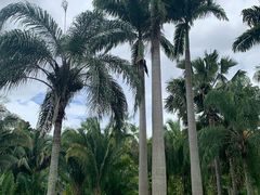 -中国科学院西双版纳热带植物园