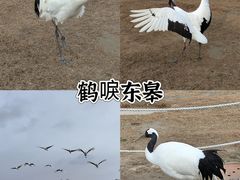 -盐城丹顶鹤湿地生态旅游区