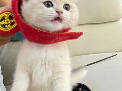-lincat·猫舍(广州店)