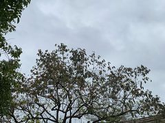 -满記土窑烧鷄波浪山莊