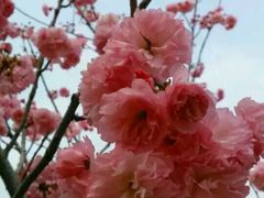-天适樱花悠乐园