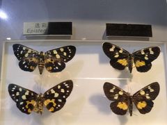 -上海昆虫博物馆