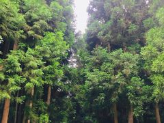 -武陵山森林公园