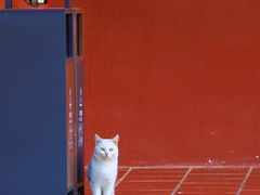 -莆田南少林寺
