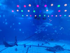 -烟台海昌鲸鲨海洋公园