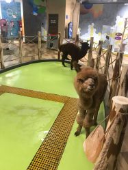 -七巧国萌宠乐园(龙湖天街店)